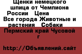 Щенки немецкого шпица от Чемпиона России › Цена ­ 50 000 - Все города Животные и растения » Собаки   . Пермский край,Чусовой г.